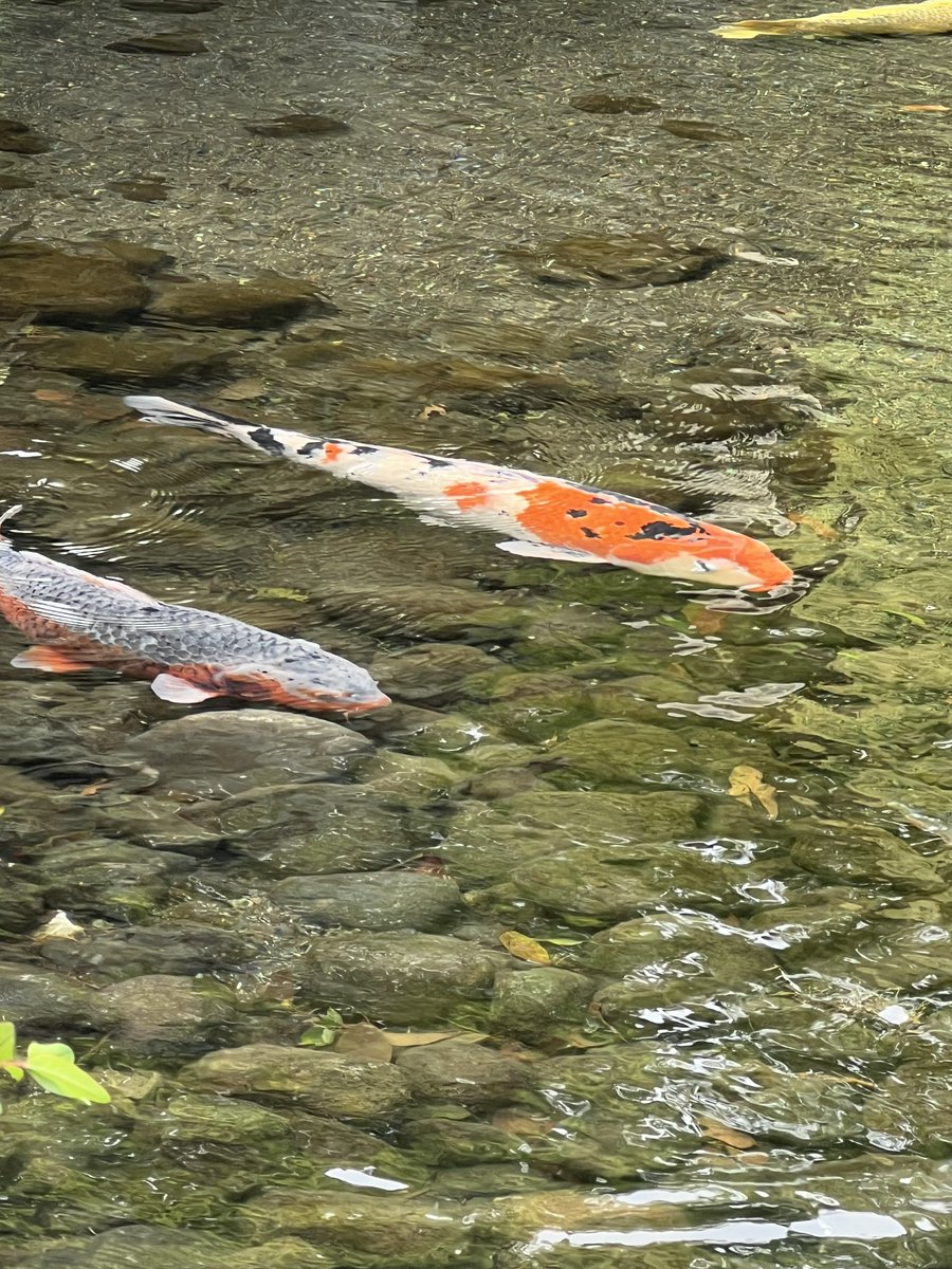 ふなっしー💙 tweet media