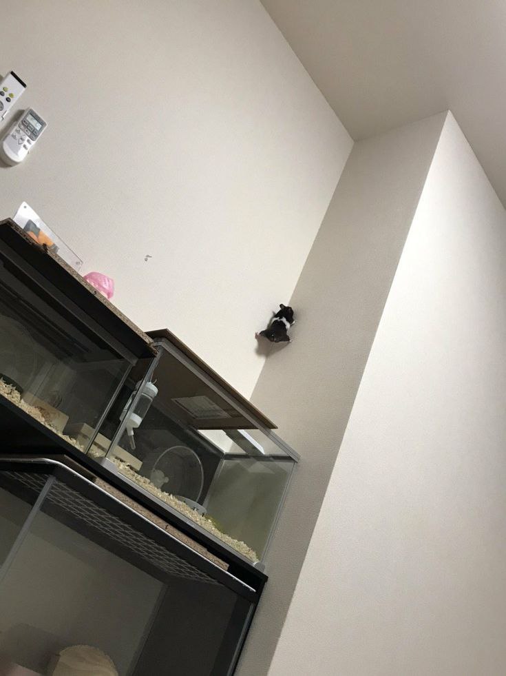 Tweets Of Hamster tweet media