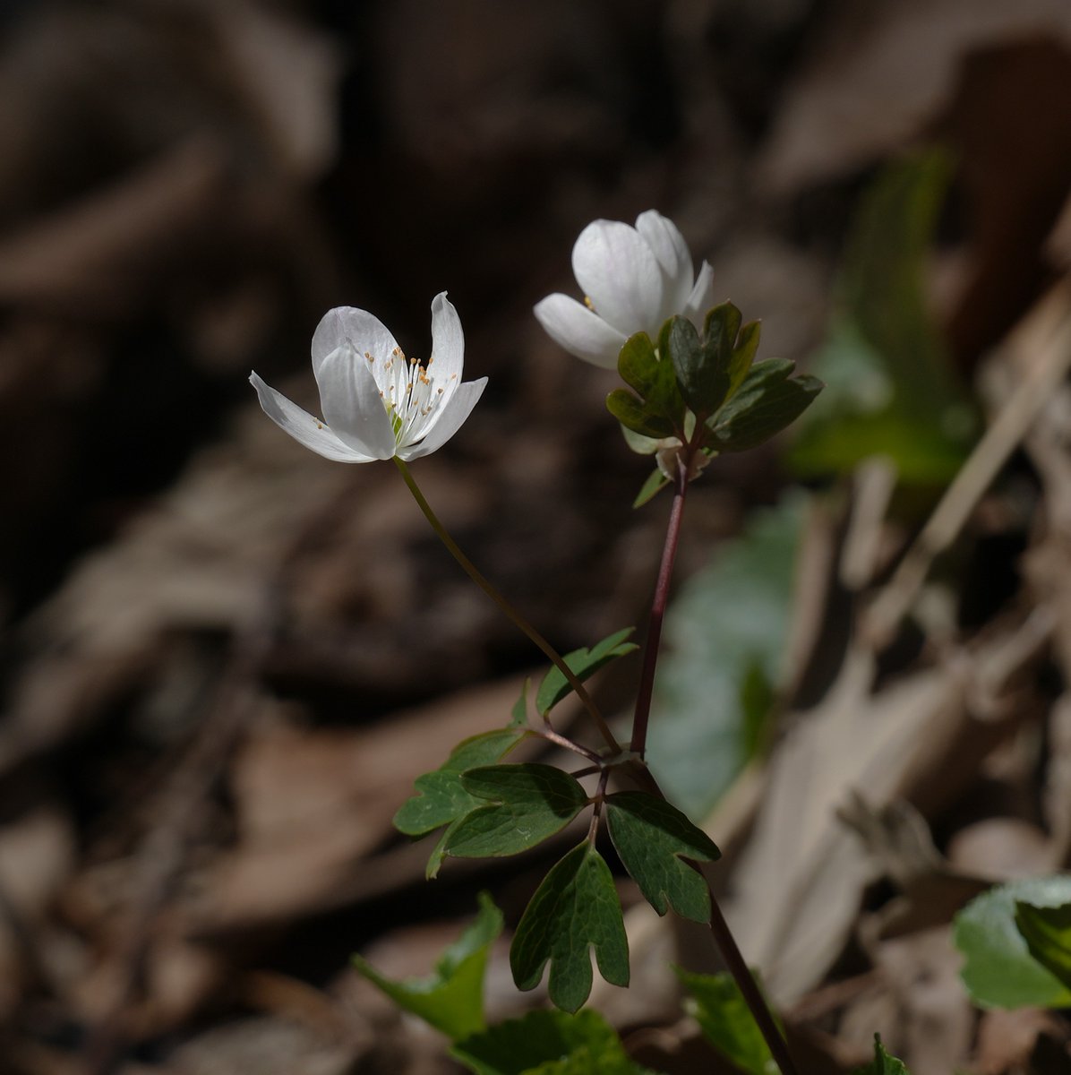Andy Longfellow - Michigan Wildlife & Nature tweet media