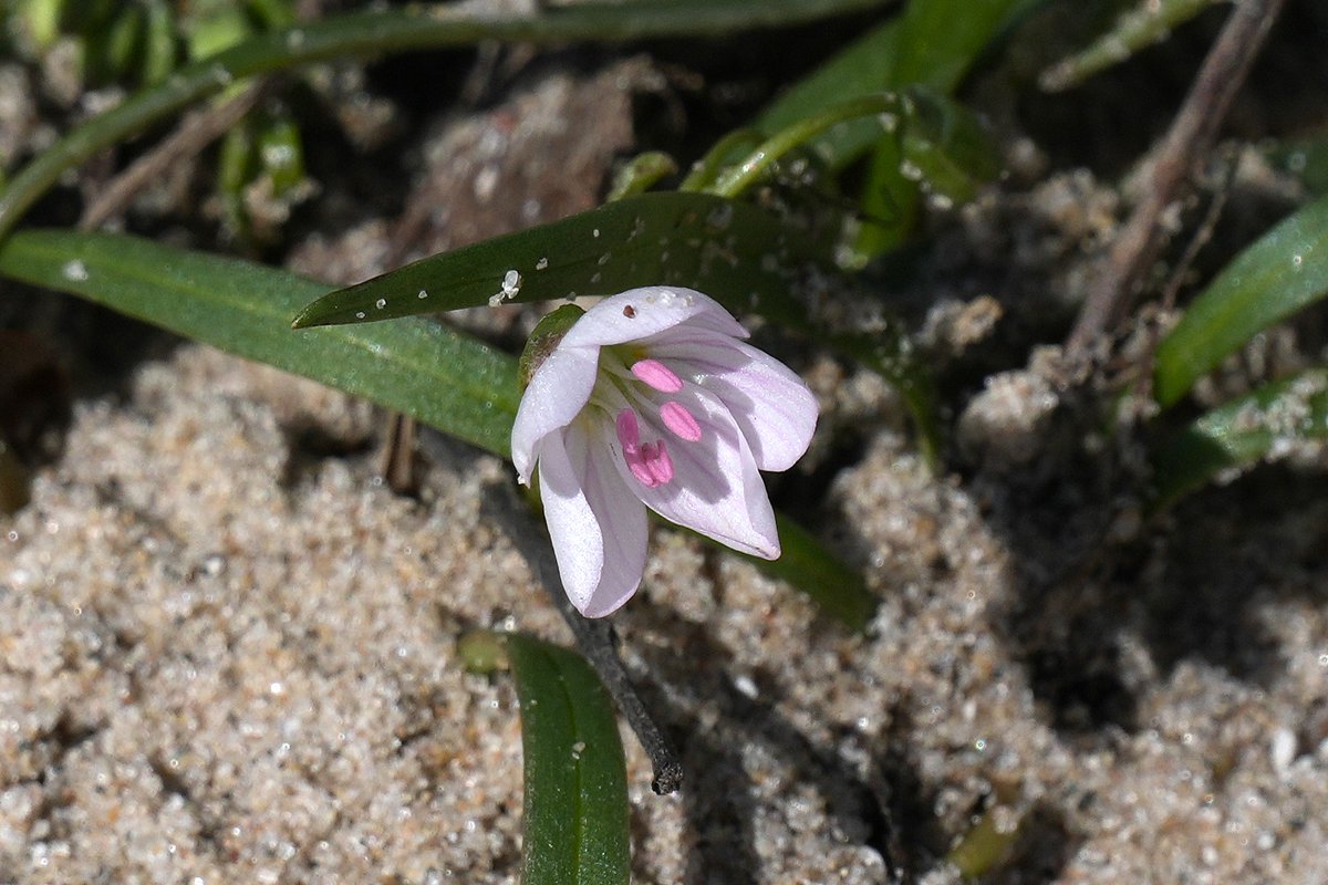 Andy Longfellow - Michigan Wildlife & Nature tweet media