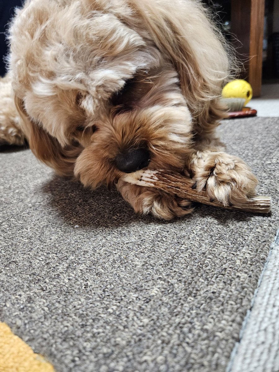 snow white🍎🐍 tweet media