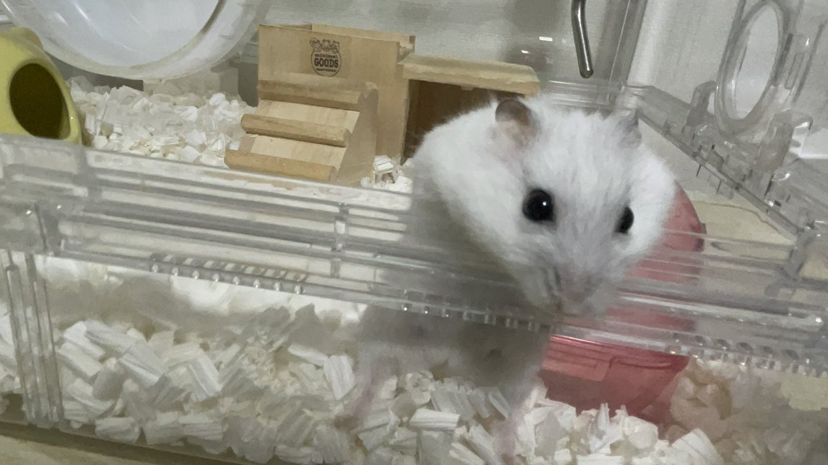 うなちゃんと呼んでね🐯🐹🌸🌺🐌 tweet media