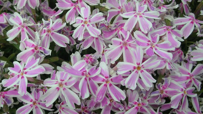 honky_tonk's tweet image. 「するな！」という命令語句を、脳は「しろ」に意味変換します。

昔話にしばし出てくるフレーズ、「絶対に※※を△△してはいけません」。
後の展開は、いつもいつも・・

他者に対しても、自身に対しても、
「右へ行くな！」
「左へ行こう♡」
"後者"を心がけられてください。
#consciousness #意識