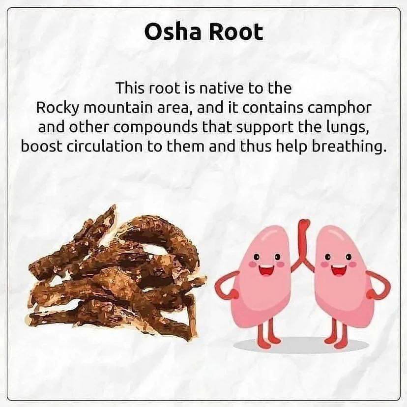 opt_solutions_'s tweet image. Osha root is a great remedy for your lungs. It relieves respiratory issues such as coughing and breathing issues. Here are more remedies from TCM to relieve respiratory issues: youtu.be/PwUq8U4kszI?is… 💜
#respiratory #cough