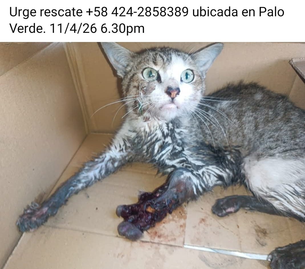 PerroUsuario Wof '•' tweet media