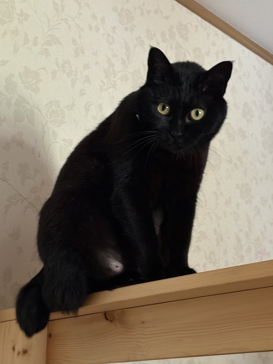 ブルーアイズホワイトお刺身太郎 tweet media