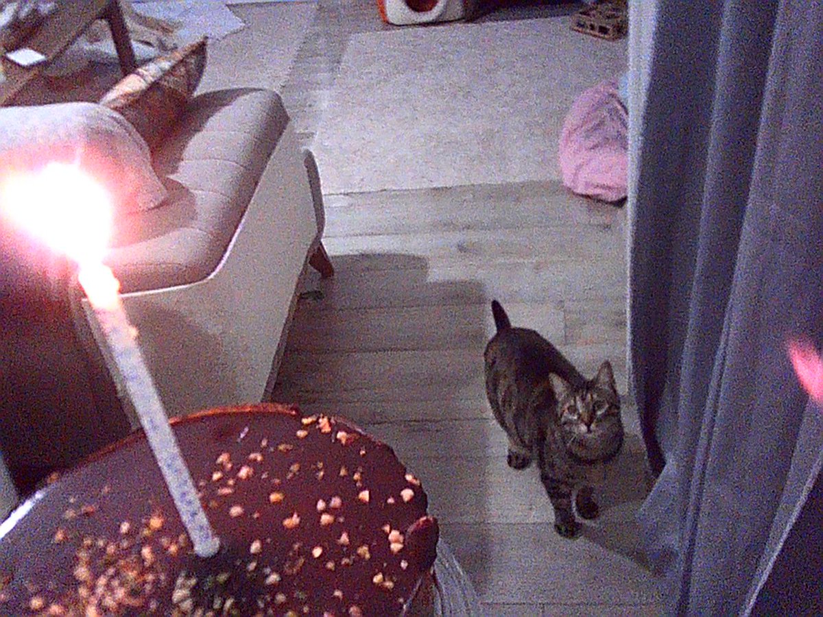 BALLİ BAL tweet media