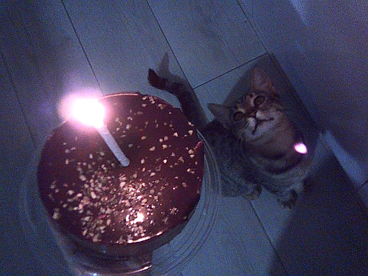 BALLİ BAL tweet media