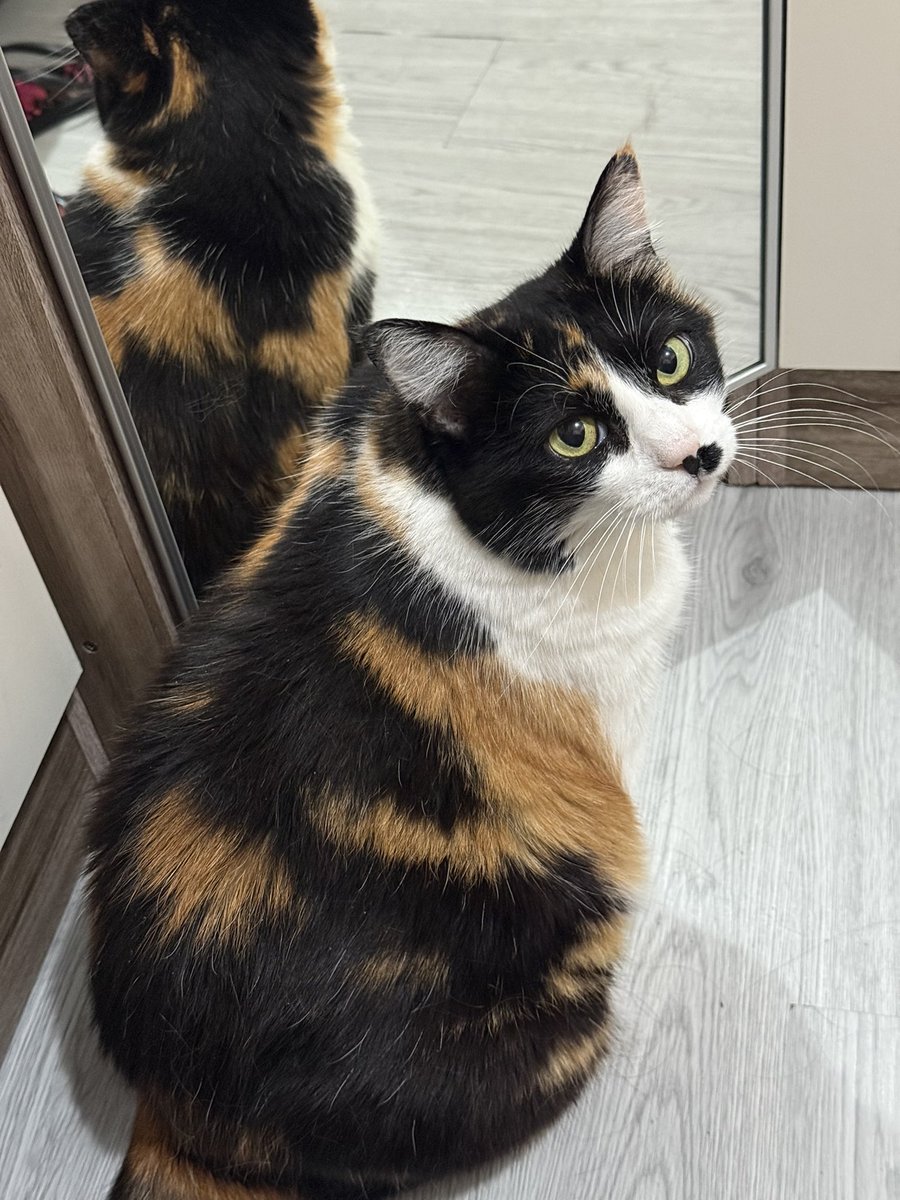 Anagrama de Armenia tweet media