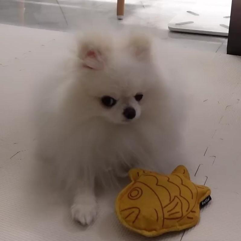domdu_zip's tweet photo. 붕어빵 https://t.co/NIqGsxopmd