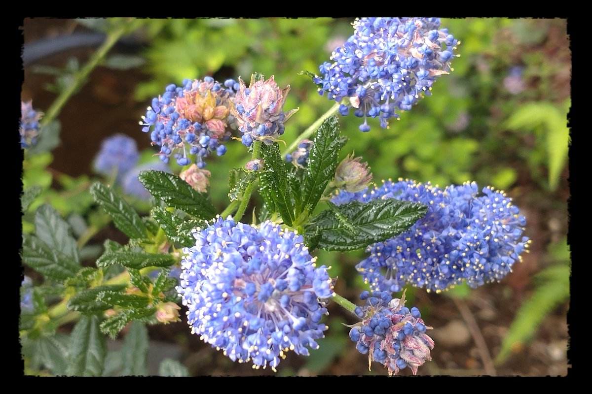 リューカ tweet media