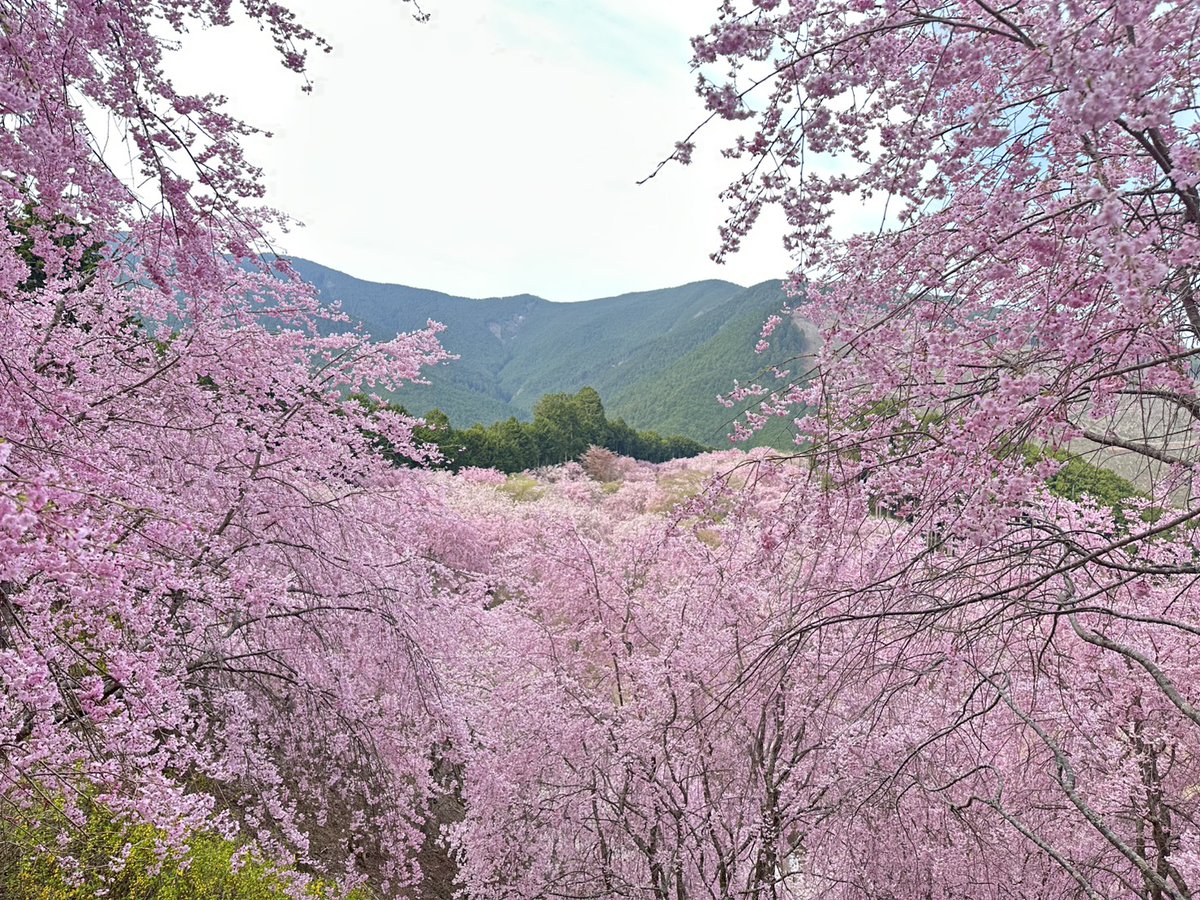 高見の郷 tweet media