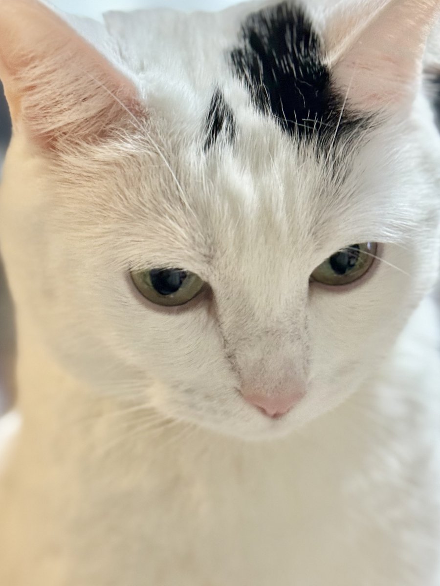 Haree (新)(Tata & Ark) tweet media