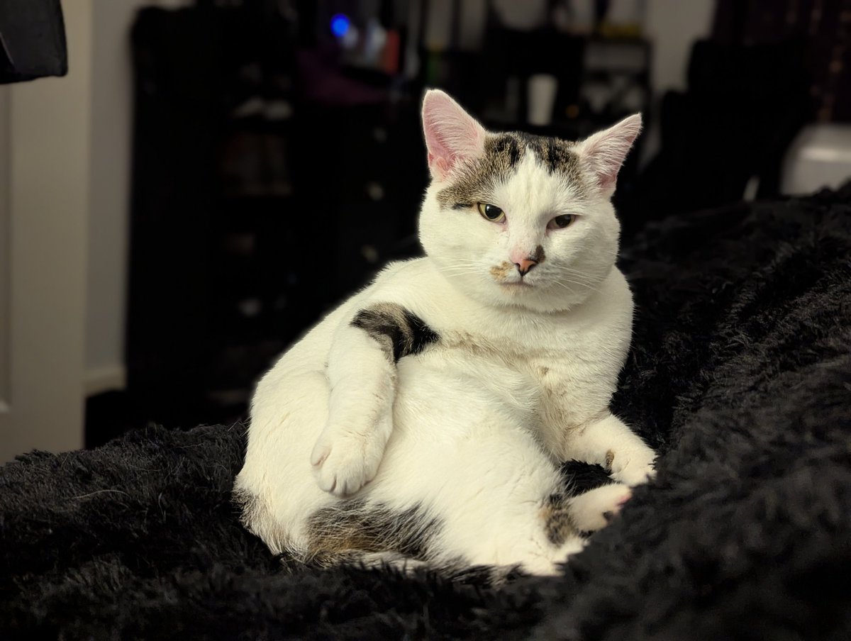 Vio (+ 🐱Charlie & 🐱Chris) tweet media