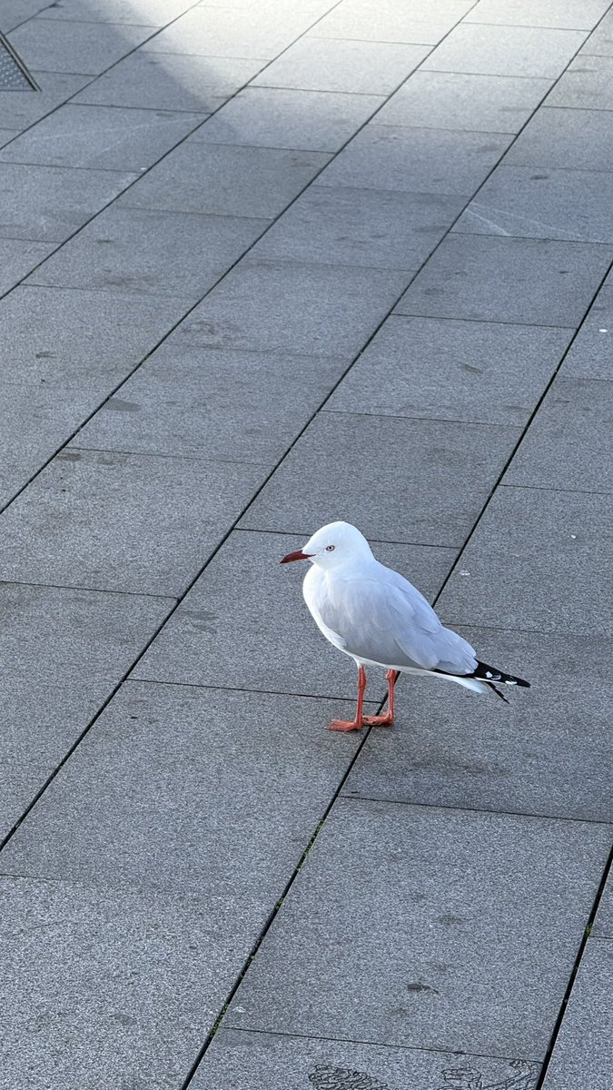 wapple15's tweet photo. A #SeagullReport from Darling Harbour in Sydney possibly all waiting around for the #UsualSeagull as @Steveontour1 is no far awayโฆ๐ https://t.co/XNgSol5l6D