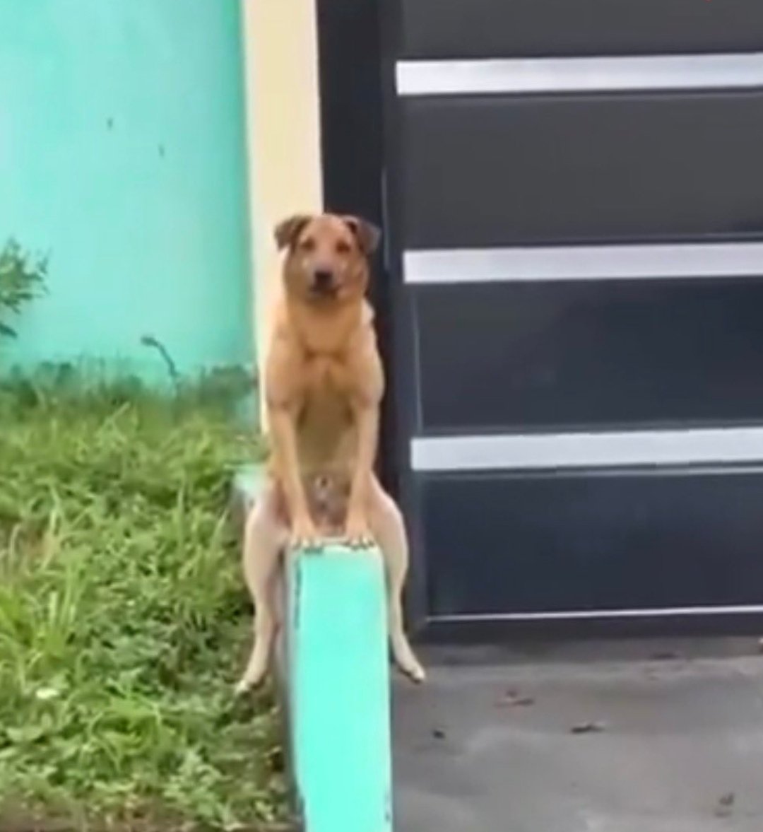 P10 Santo Ângelo com Mau Contato tweet media