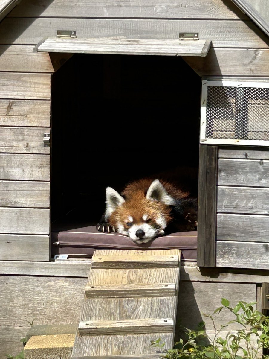 千葉市動物公園【公式】 tweet media