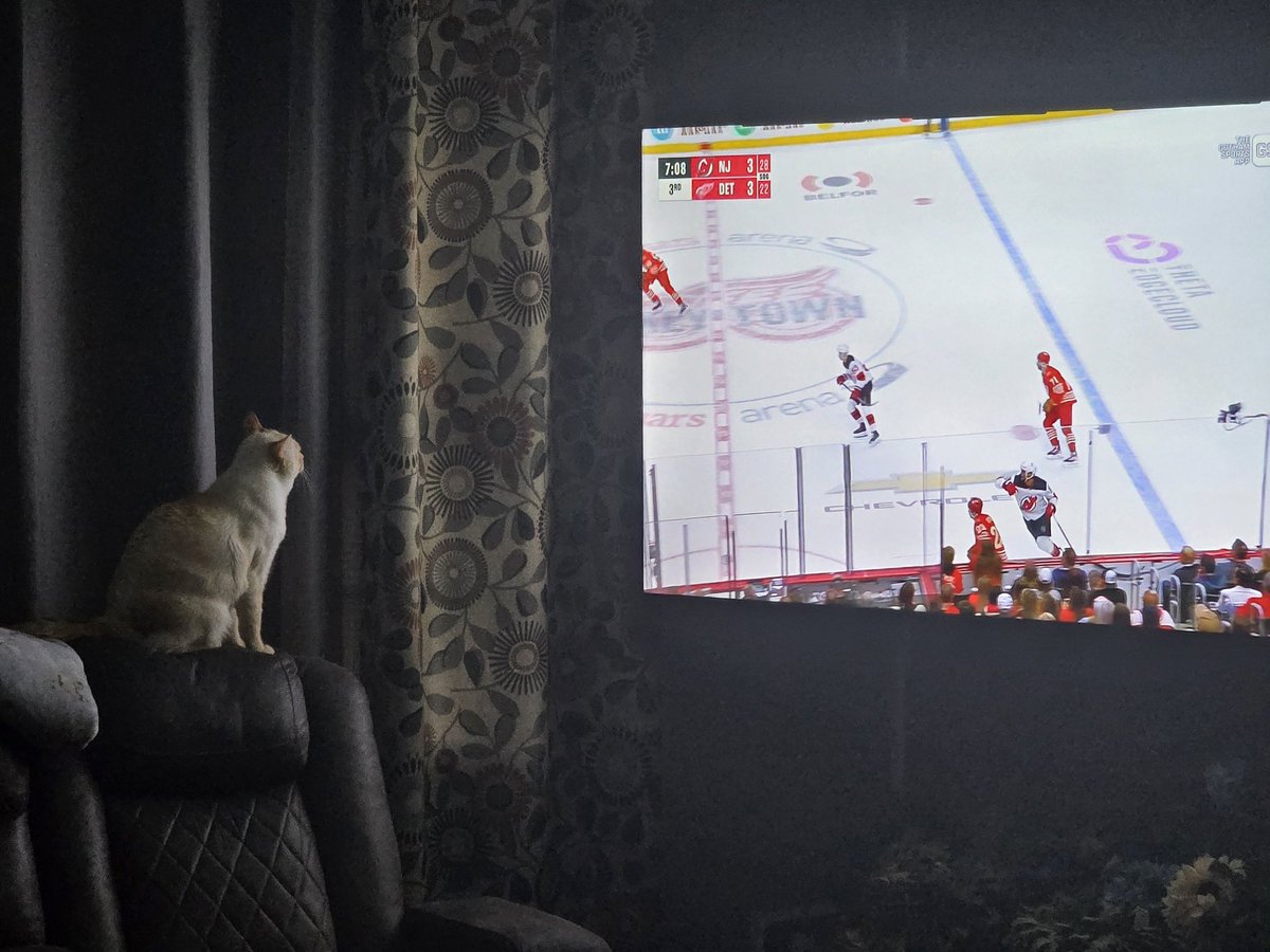cat knows puck