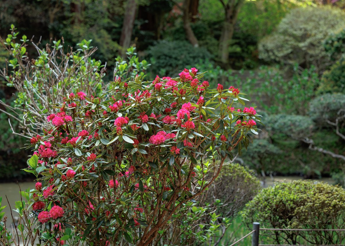 石楠花（シャクナゲ）やヤマブキなどの花が見頃を迎えています✨
ミツバツツジもまだ楽しめますよ😄

【お知らせ】

秘仏特別公開（如意輪観音、弁財天、羅刹天）

4月1日（水）〜5月31日（日）

三重塔初層特別開扉

4月25日（土）〜5月6日（水）

HPにて季節運行バス🚌情報掲載

＃岩船寺
＃gansenji