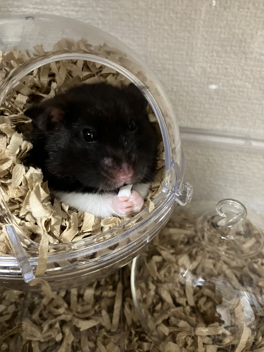 名古屋の暗黒卿【ダークサイド】 tweet media