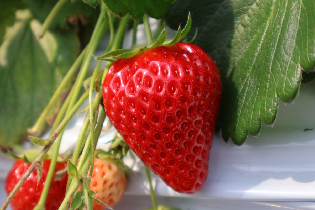 \ゆ♪/ tweet media