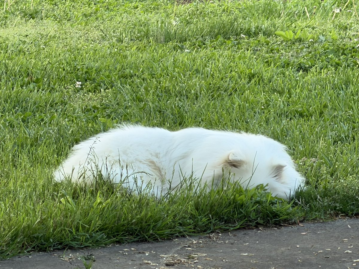 Corey J. Mahler tweet media