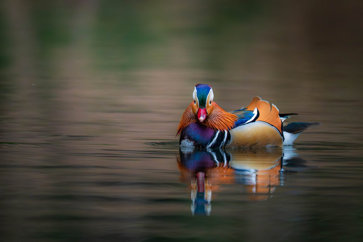 ヒロ福地 tweet media