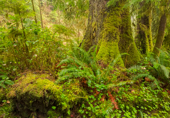 GO GREEN tweet media