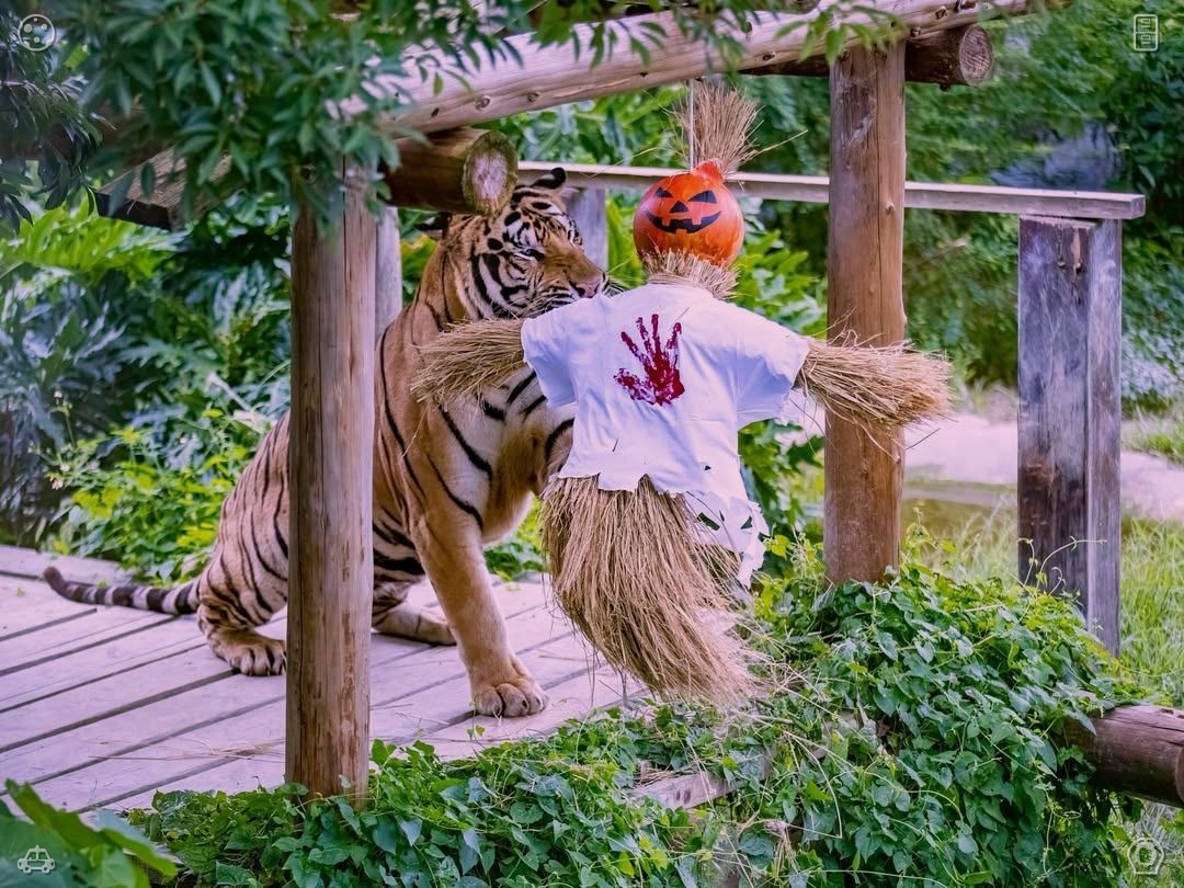 Looking to indulge? Odenis is undoubtedly the perfect pick, delivering just the right energy lift.