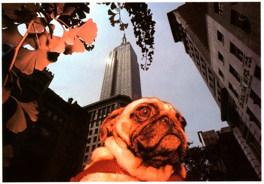 chip simons tweet media