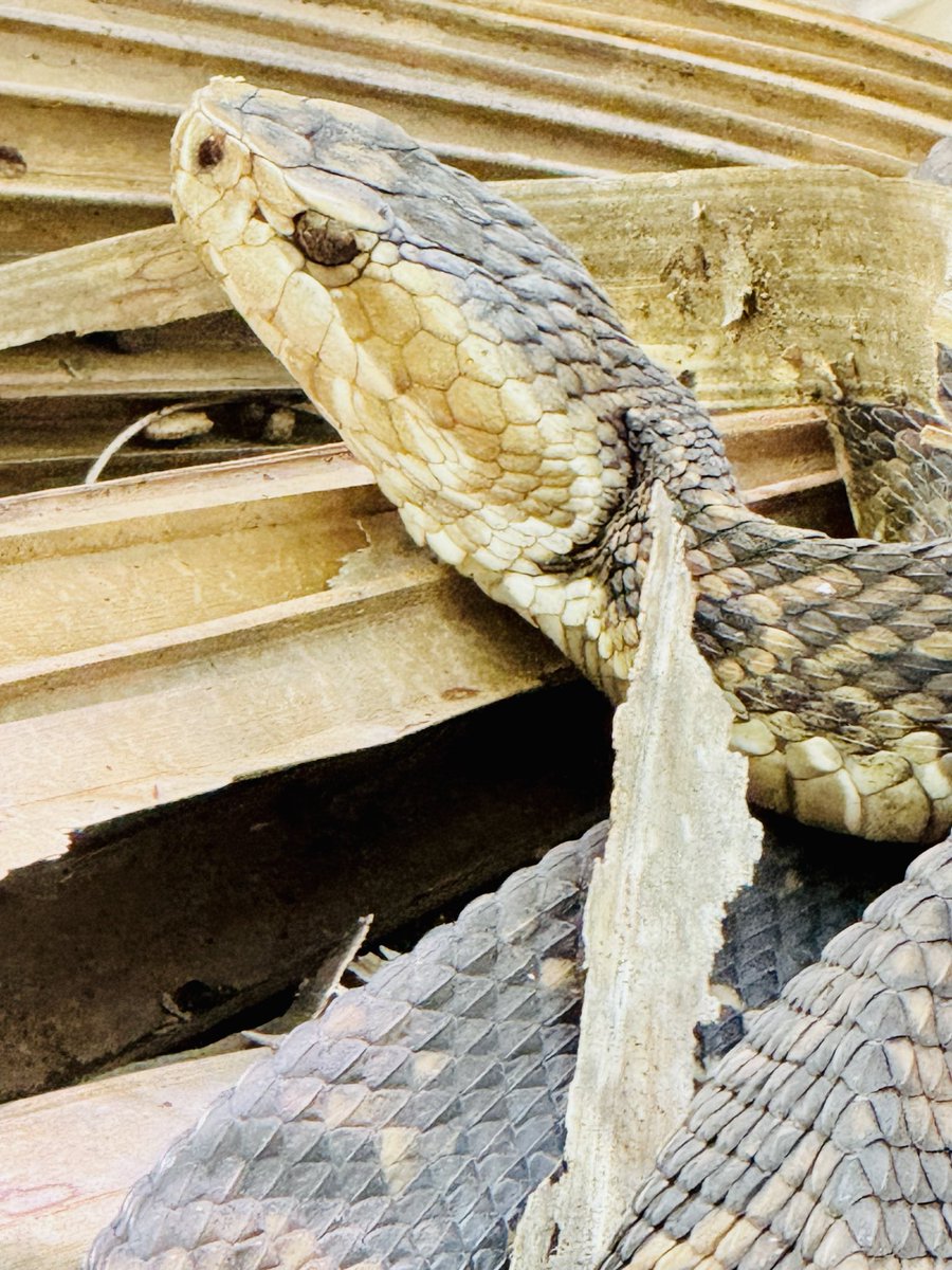 dolbyl's tweet image. “The smaller the creature, the bolder its spirit.”-Suzy Kassem. #optoutside #getoutside #nature #NaturePhotography #lovefl #hikefl #hikeflorida #floridatrails #trailslikethese