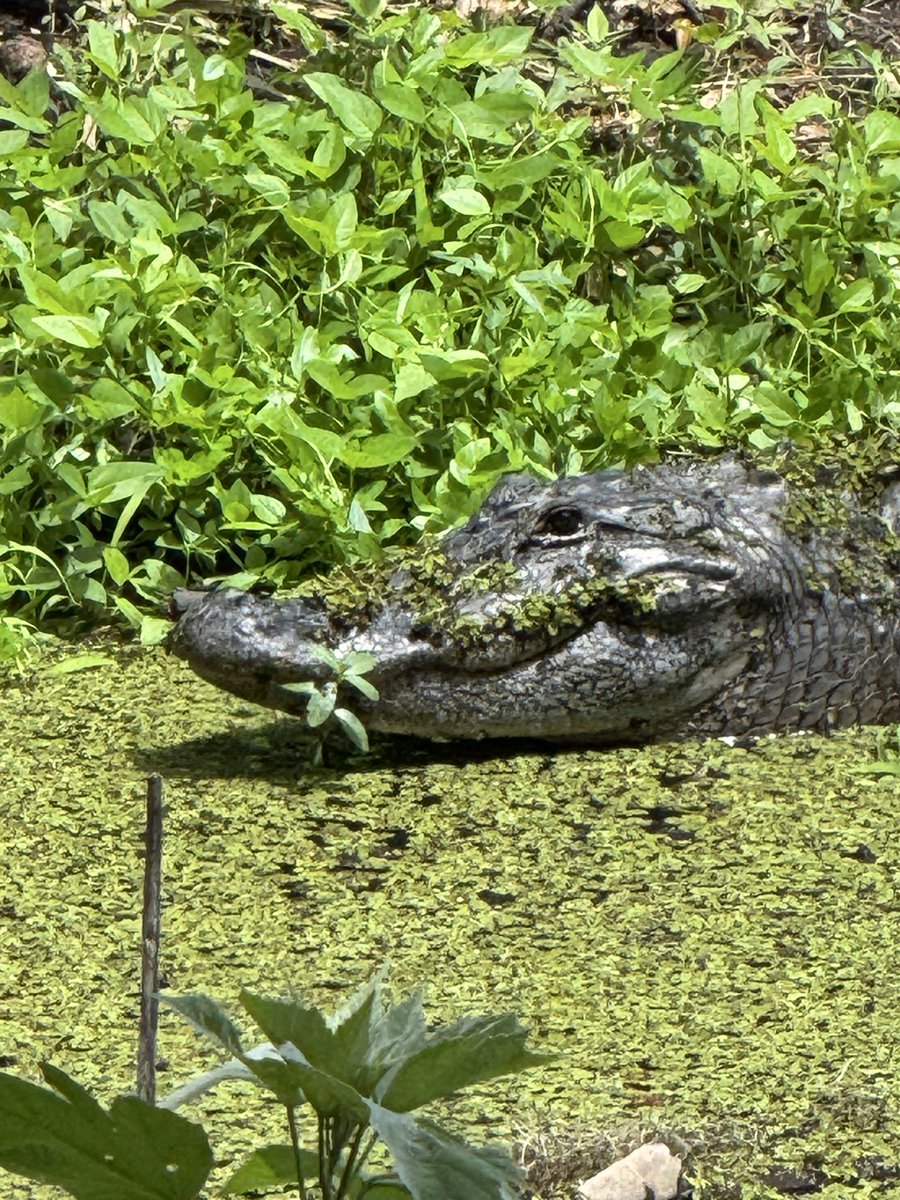 dolbyl's tweet image. “The smaller the creature, the bolder its spirit.”-Suzy Kassem. #optoutside #getoutside #nature #NaturePhotography #lovefl #hikefl #hikeflorida #floridatrails #trailslikethese