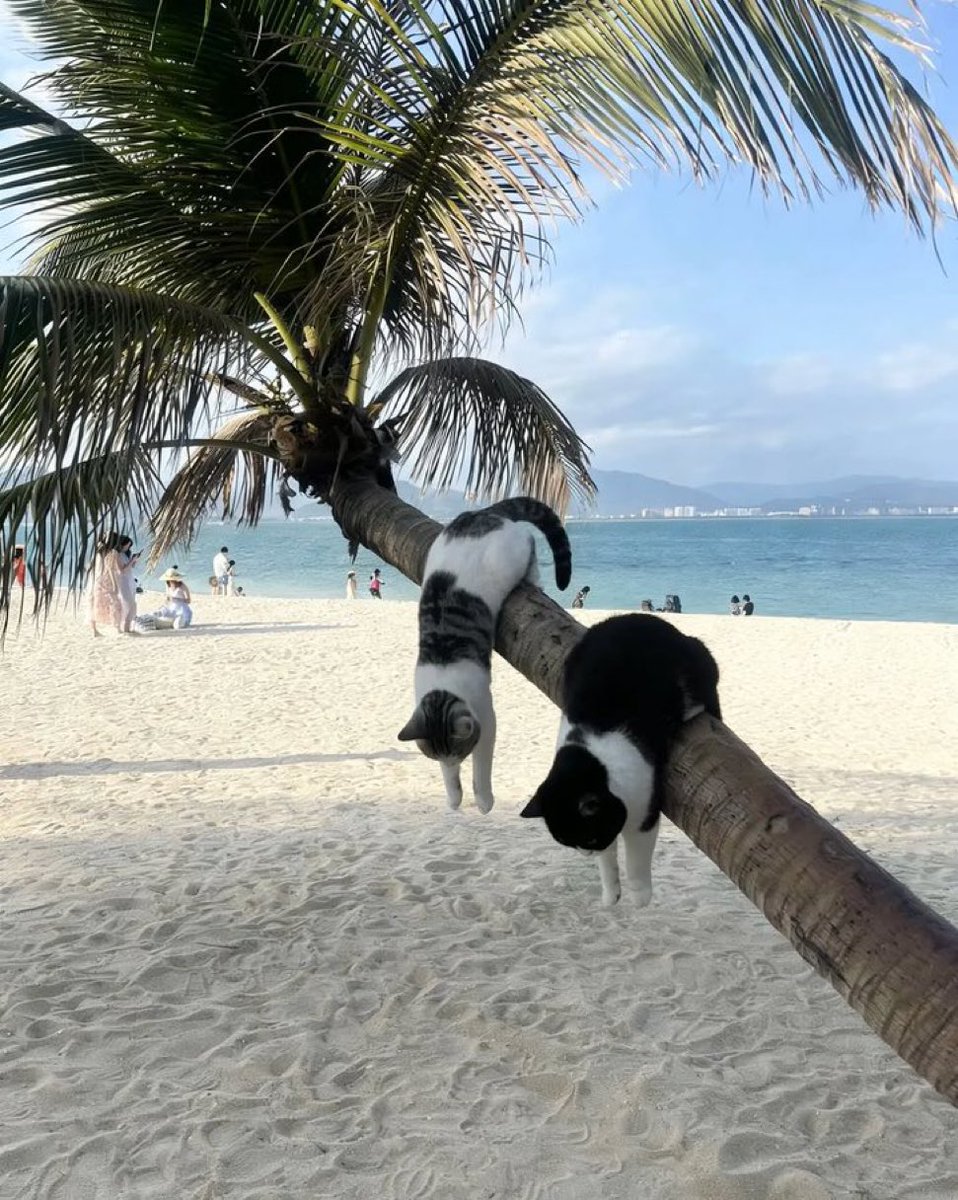 gatos fazendo gatices tweet media