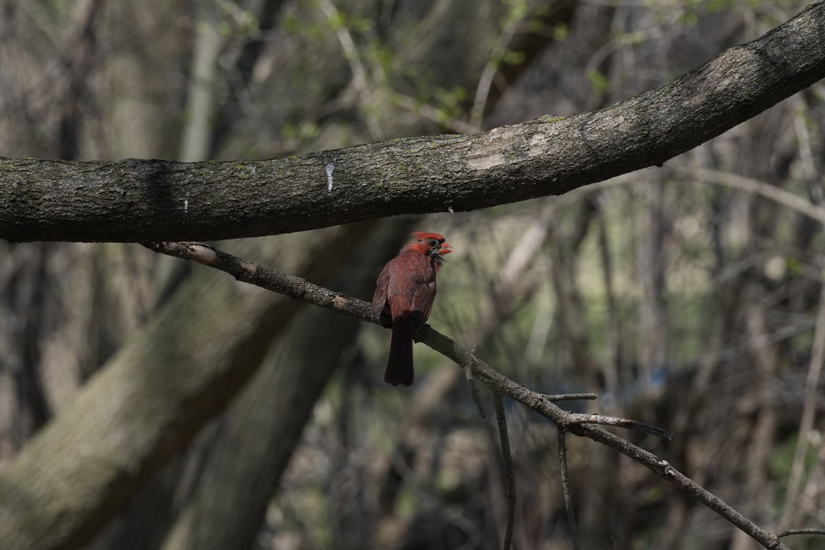 Andy Longfellow - Michigan Wildlife & Nature tweet media