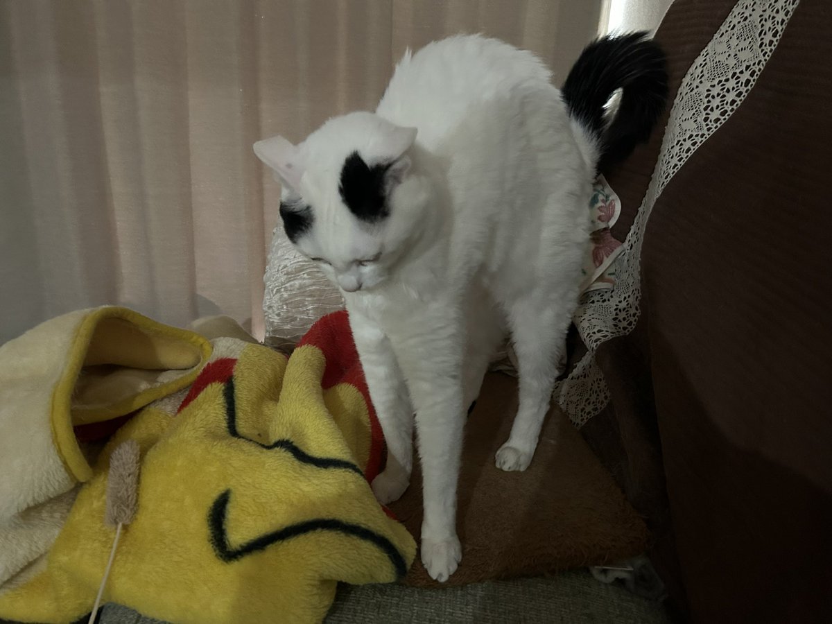ウルちゃんの飼い主🐱 tweet media