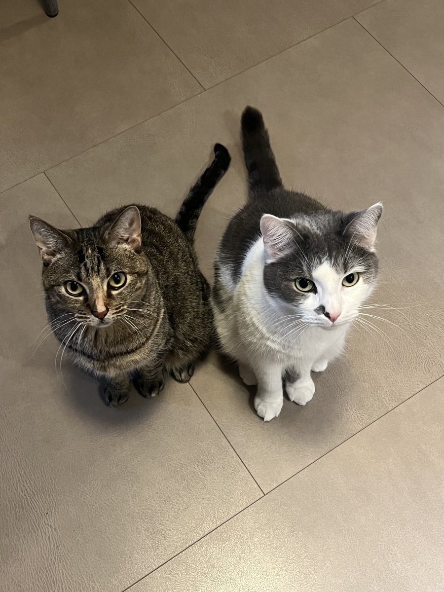 blissfuleve tweet media