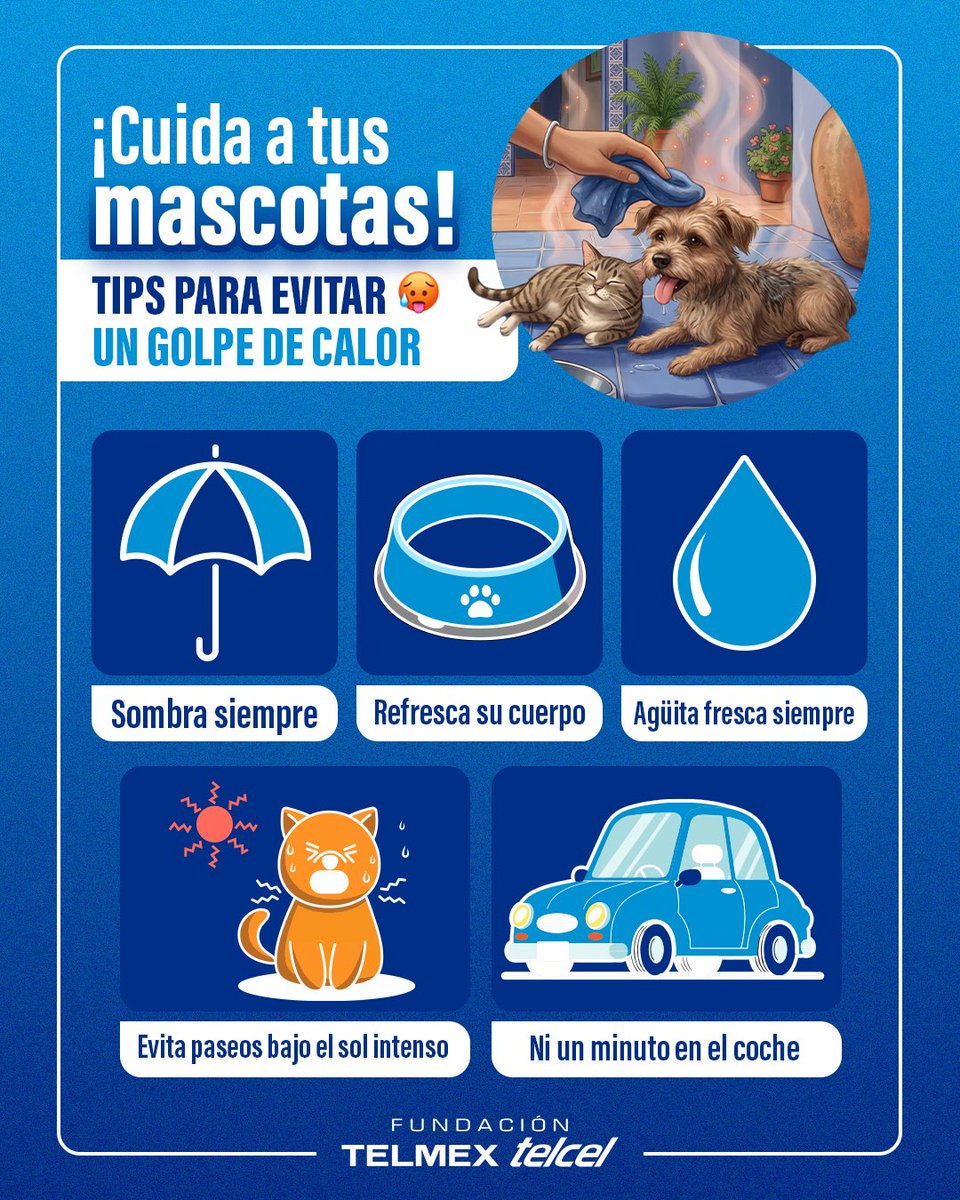 fundaciontelmex's tweet image. El calor está heavy… y tu perro lo siente más 🐶🐱🔥 

No es exageración: un golpe de calor puede pasar en minutos

 🚨 Red flag: jadeo intenso, debilidad o vómito  

💬 ¿Qué otro tip agregarías?  

#Mascotas #GolpeDeCalor #CuidadoAnimal #PerrosFelices #Clima