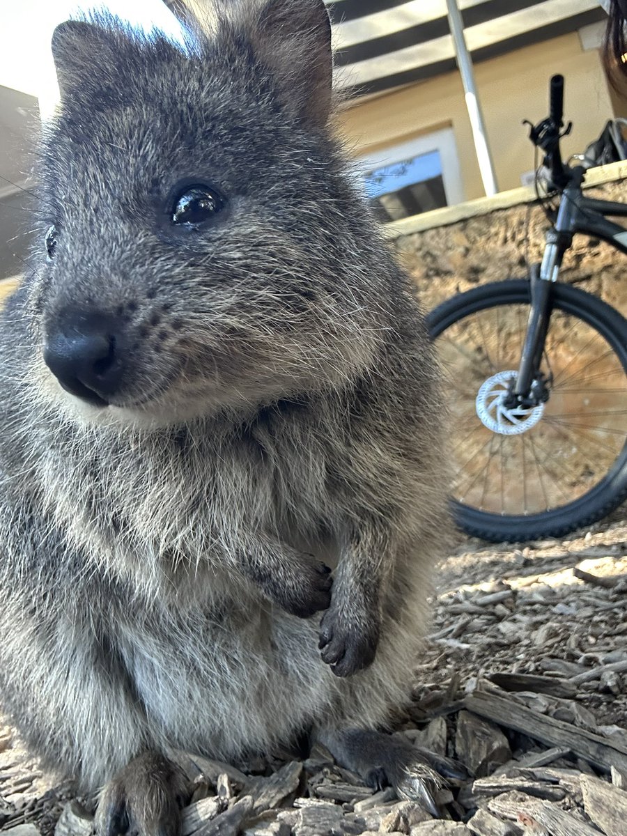 캔모아✨ tweet media