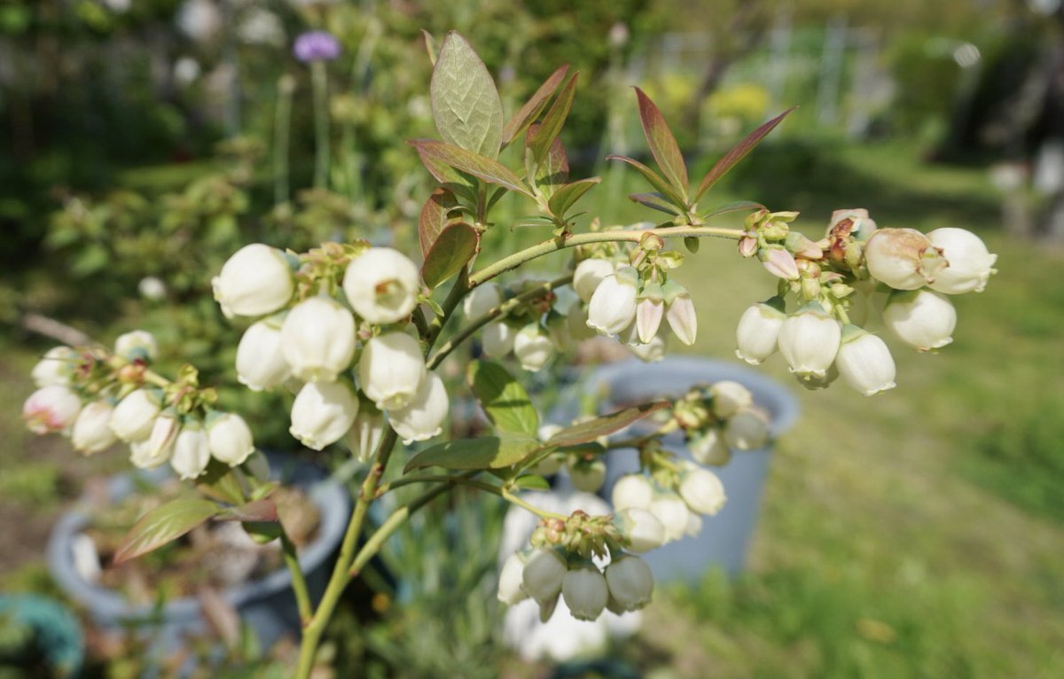 ラテルネ Laterne tweet media