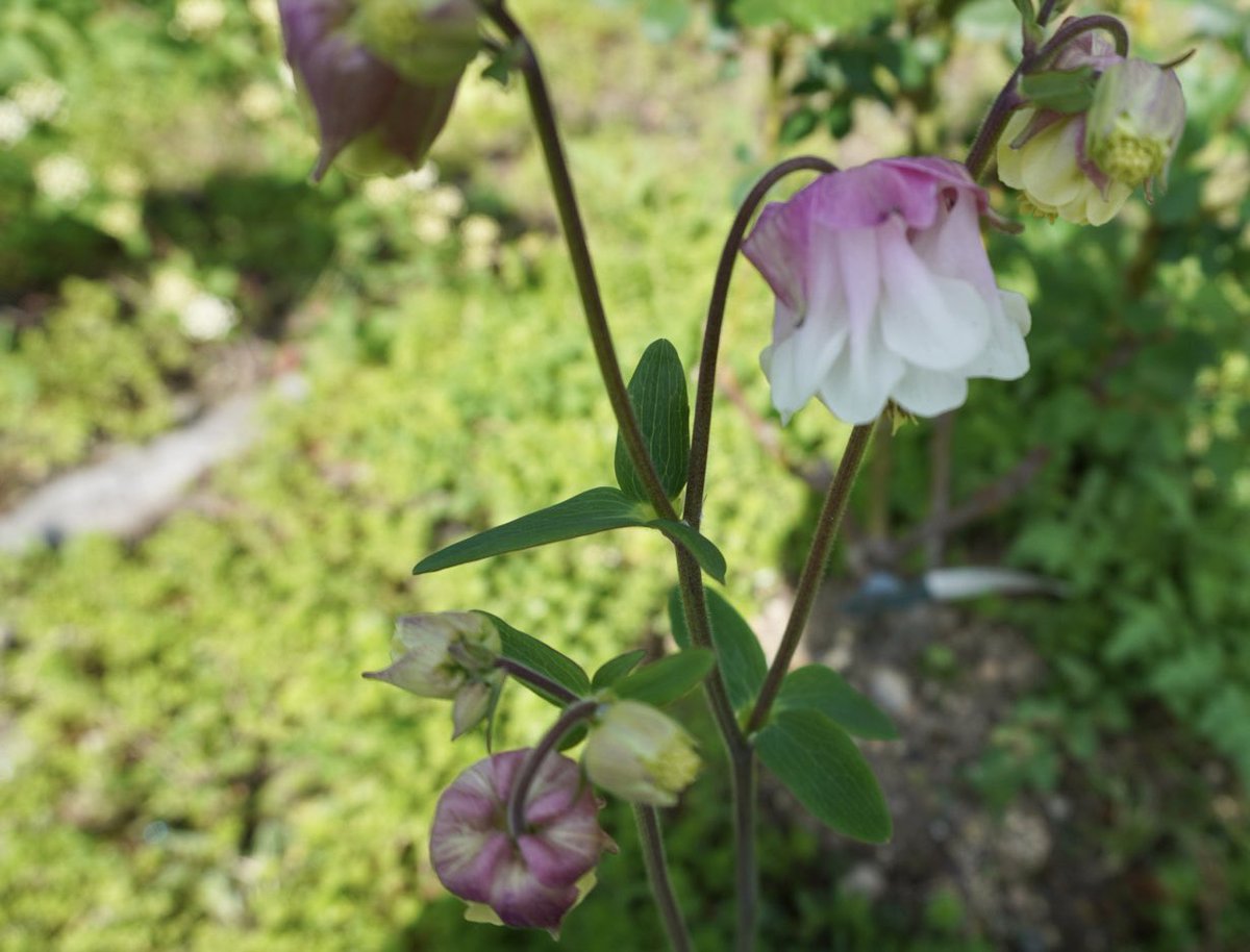 ラテルネ Laterne tweet media