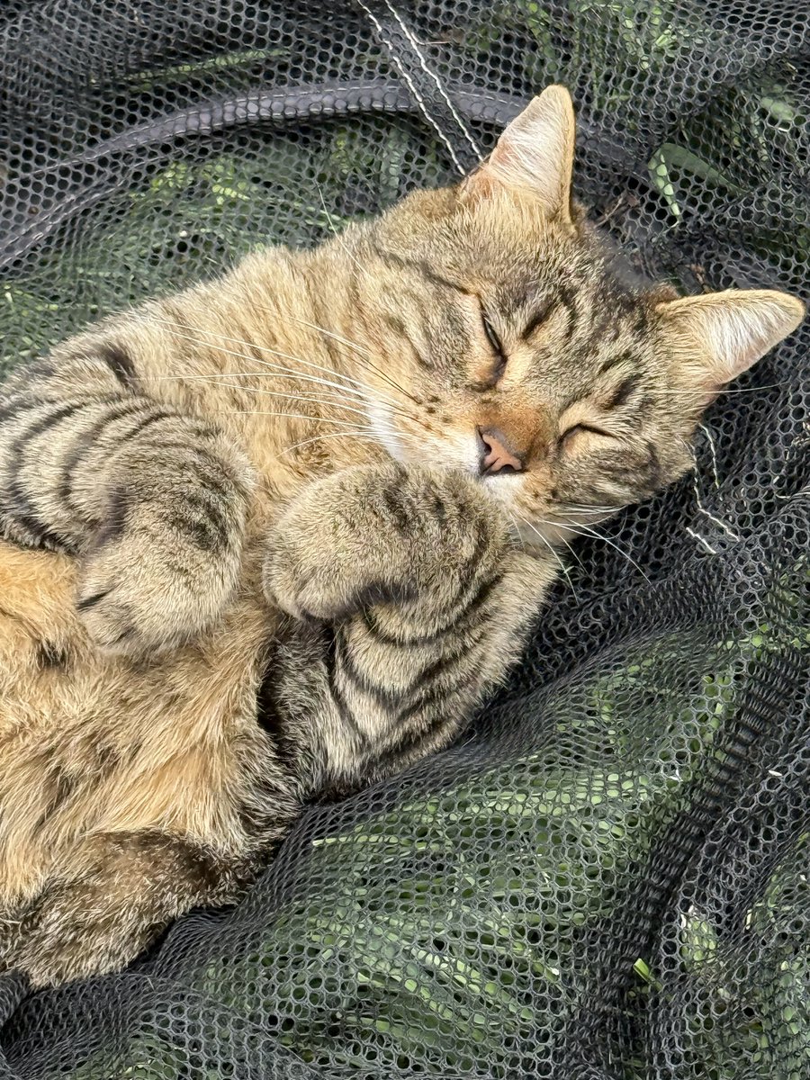 Sara Conrad 👩🏼‍💻⚽️🇪🇸🌍 tweet media