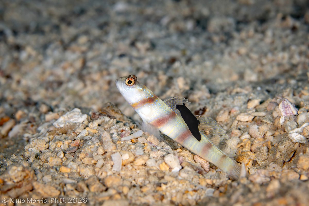 LeapScubaAmami(リープスクーバアマミ) tweet media