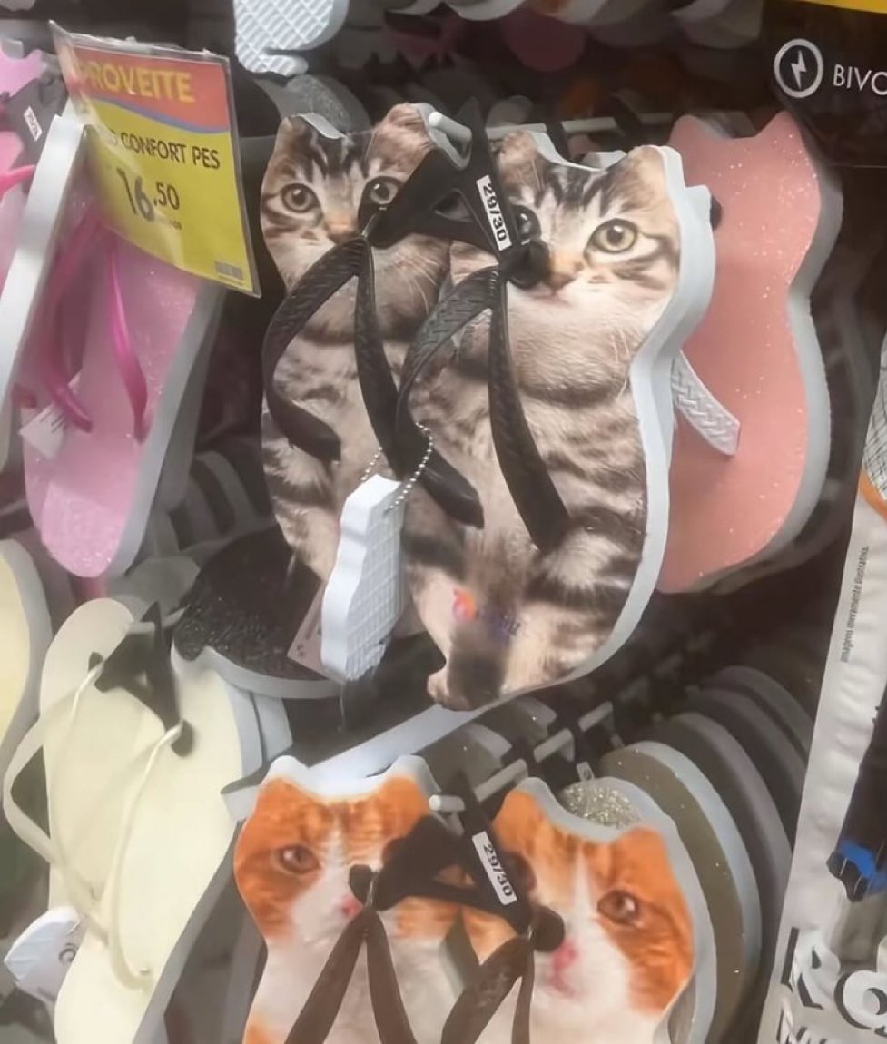 gatos fazendo gatices tweet media