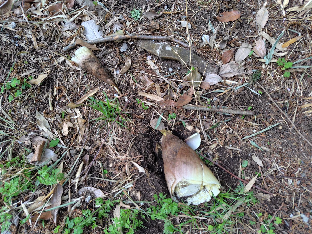 紫ジョリィ tweet media