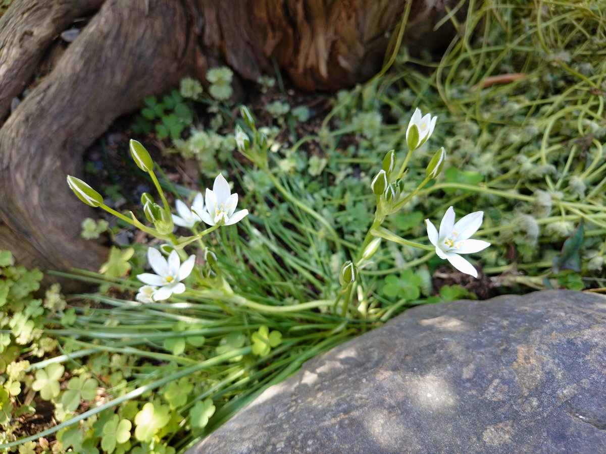 花～白 白い花が咲く 名前はわからない…