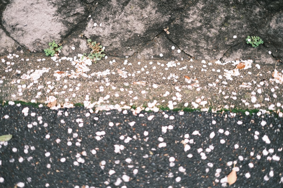 momochaaanmac's tweet photo. 🌸…
#桜 #花 #Flower
#EOSR #Canon #X_Pro3 #FUJIFILM
#写真好きな人と繋がりたい https://t.co/vgzavxWfW0