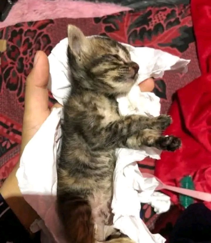 The pets only 🐾 tweet media