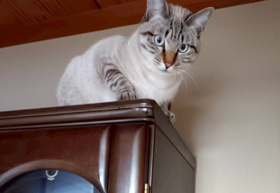 栃木県里親募集動物情報 tweet media