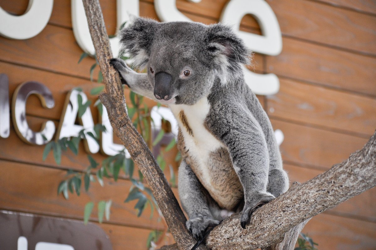 おぐらとーすと. tweet media