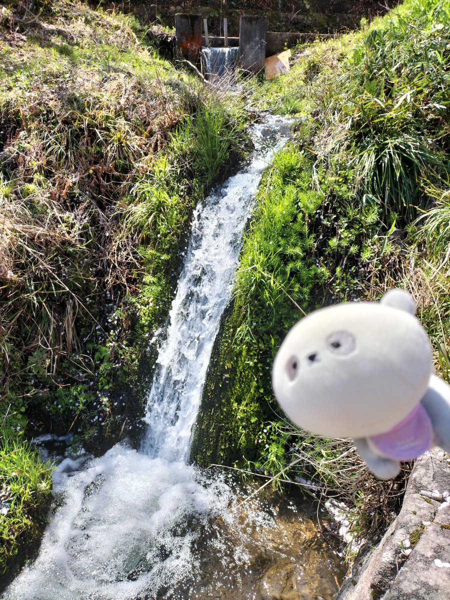 ミーシャのハラショーなまいにち tweet media